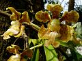 Ridged-Lip Vanda